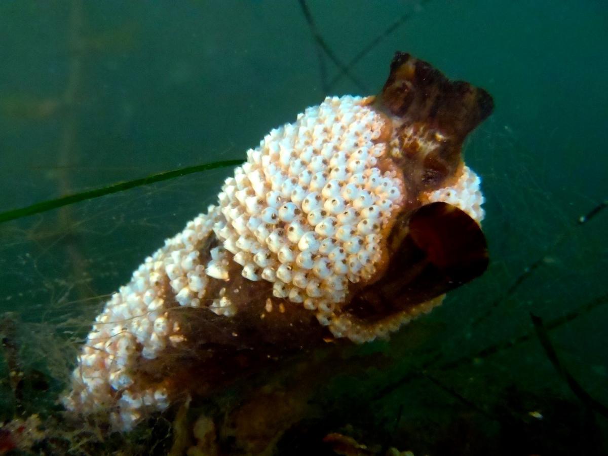 branching bryozoan