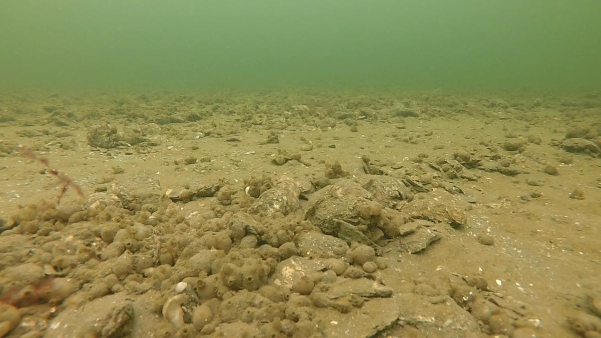 underwater oyster bed