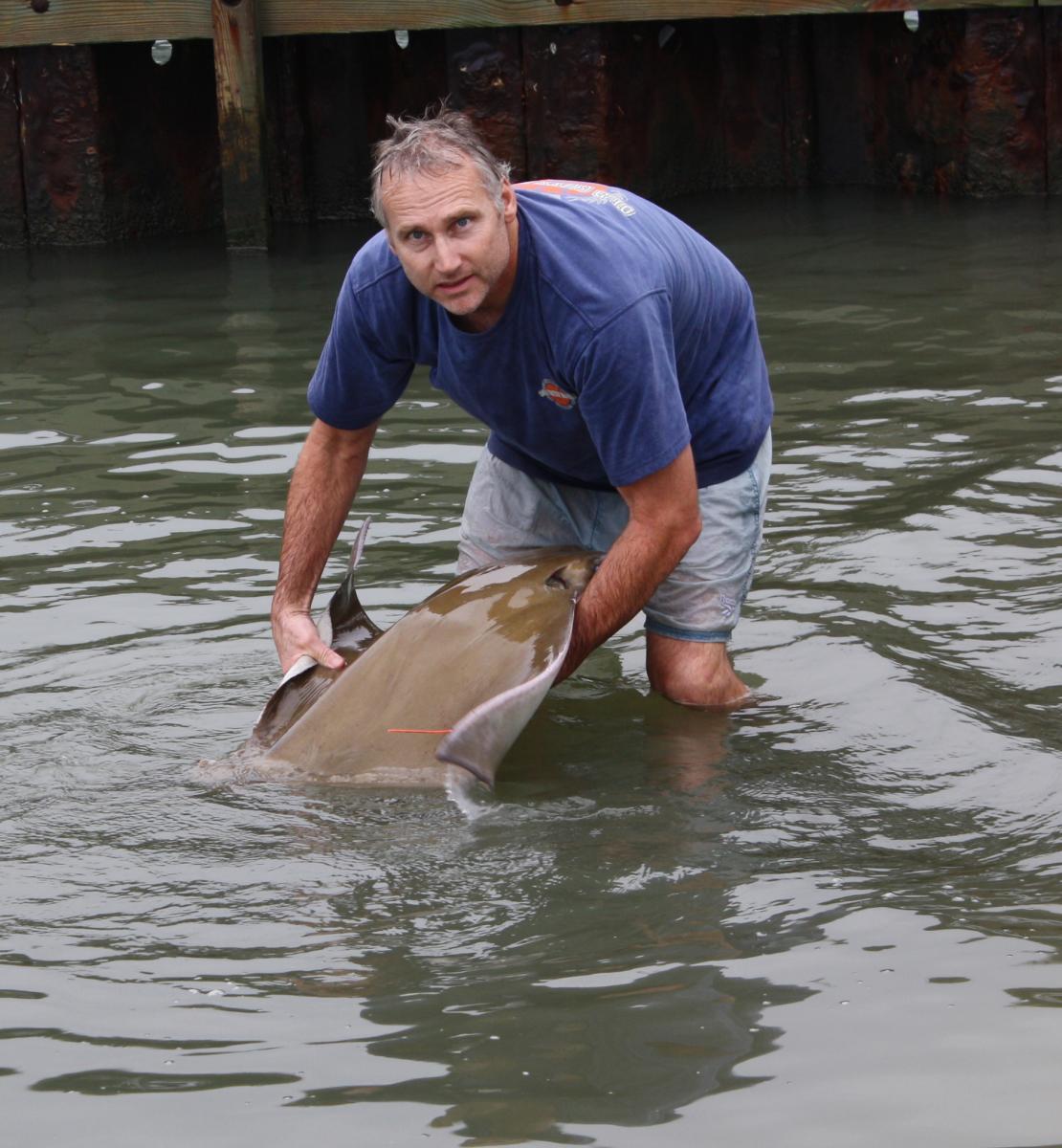 Man in water holding cownose ray