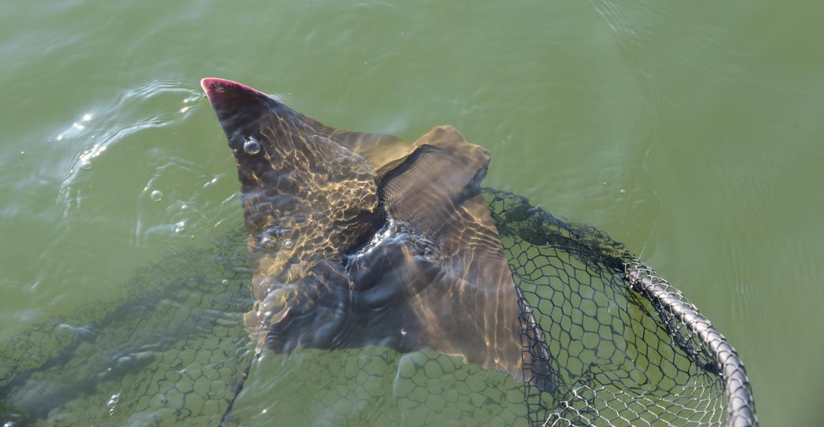 Cownose ray swimming out of net into water