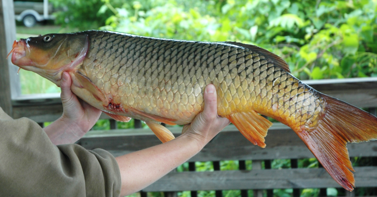 Tagged common carp