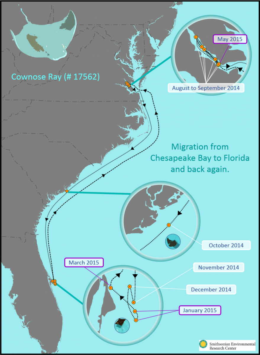 crablab_cownose_ray_17562_migration.png