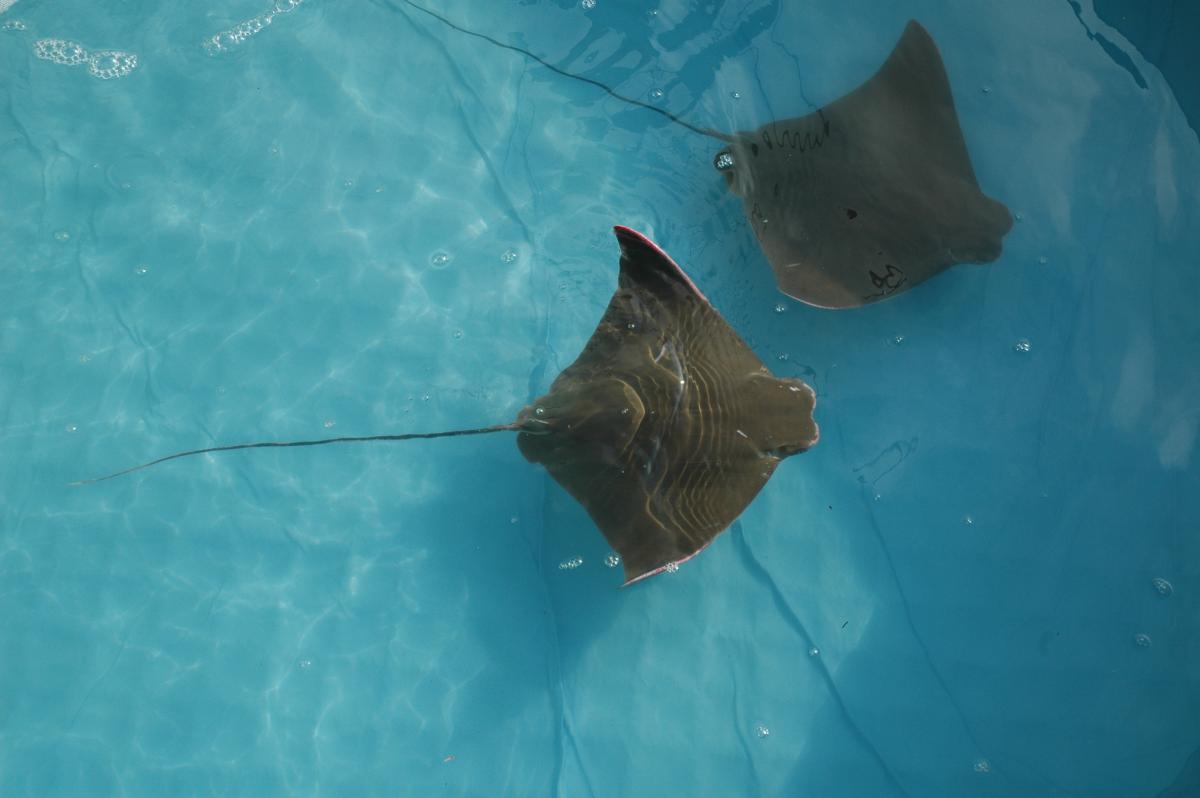 Cownose Rays Are Going to Need a Bigger Pool - The New York Times