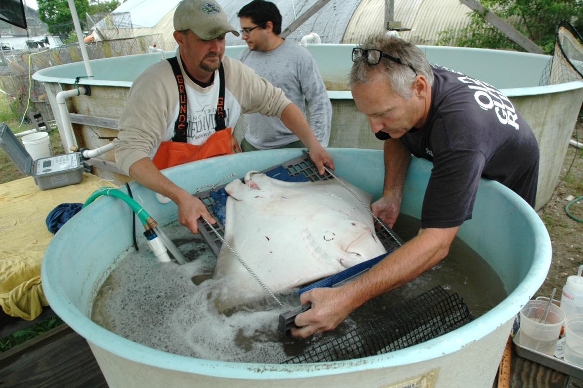 crablab_cownose_rays_3.png