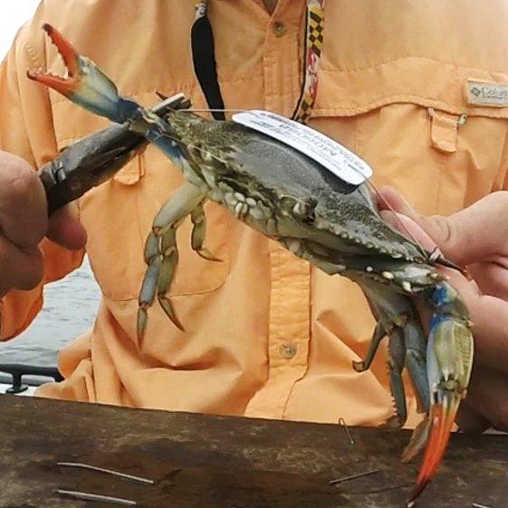 Scientist attaches tag to blue crab