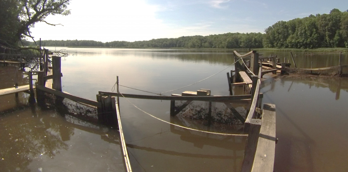 Muddy Creek Fish Weir