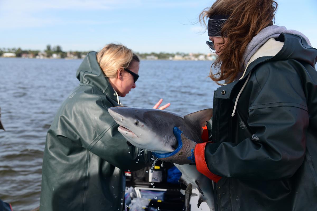 Two women prepare to release a shark from a boat