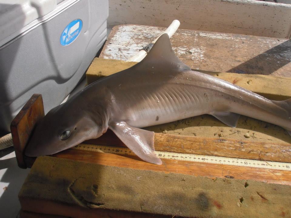 Smooth dogfish shark being measured