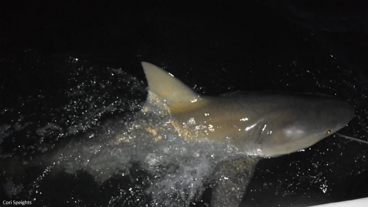 Caught bull shark for tagging