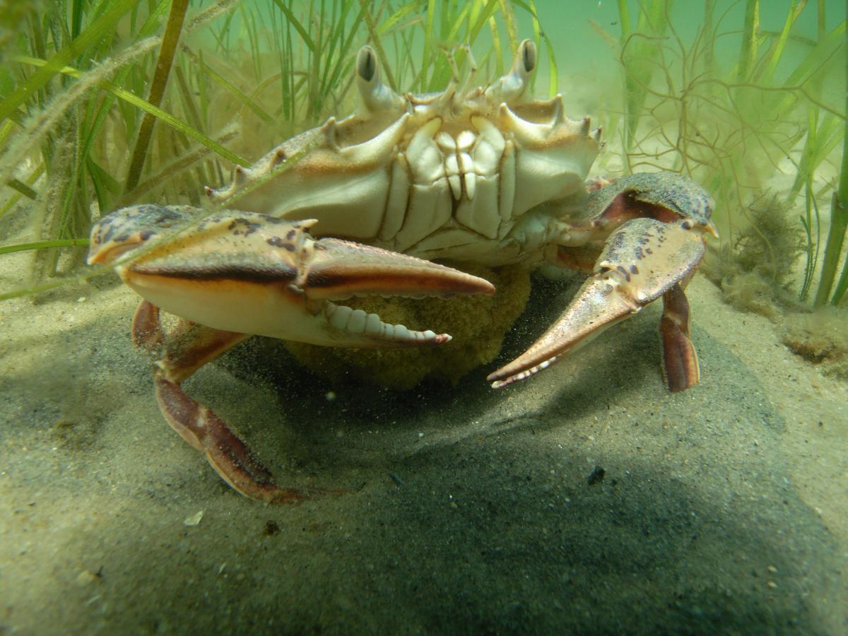 female_crab_in_eelgrass_noaa.jpg
