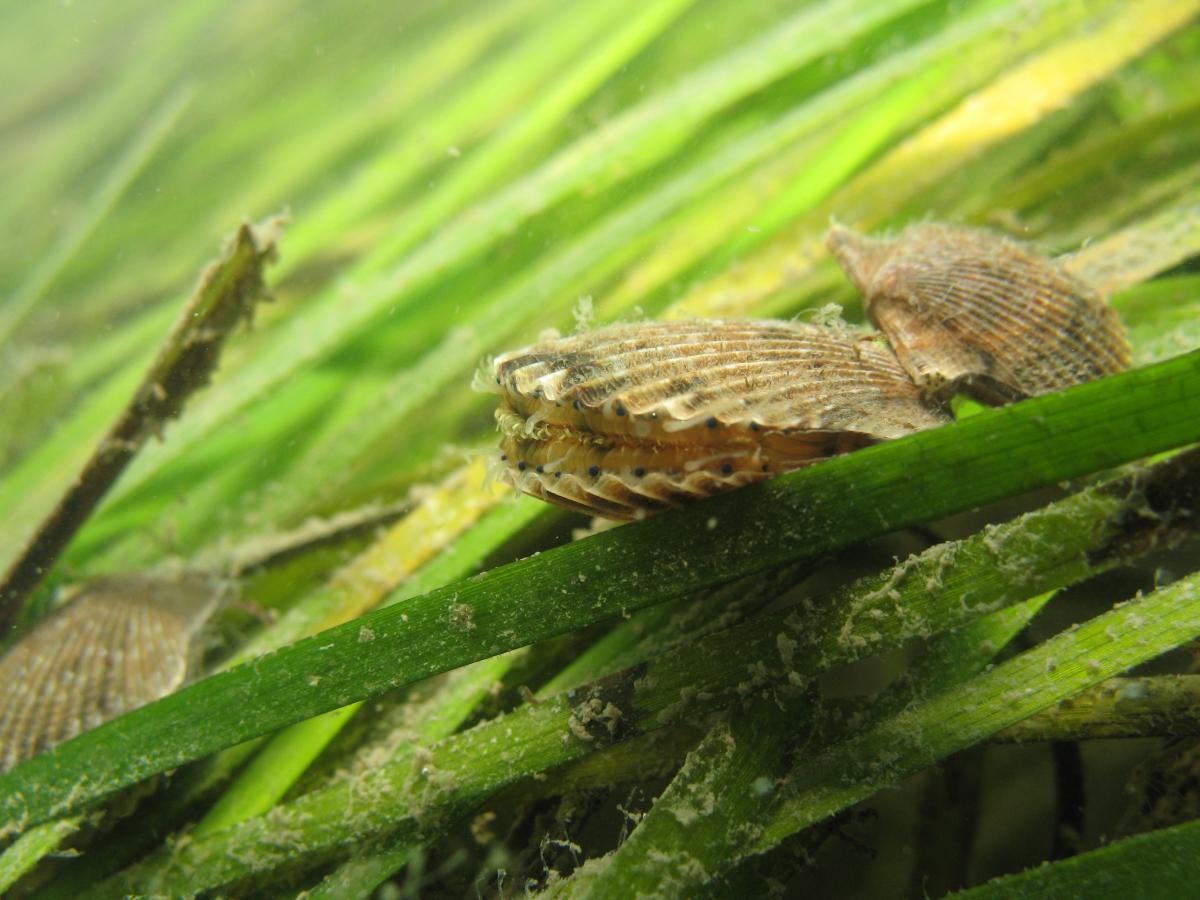 scallops in underwater grass