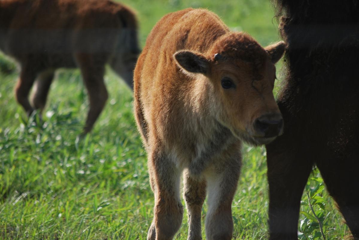 Baby bison