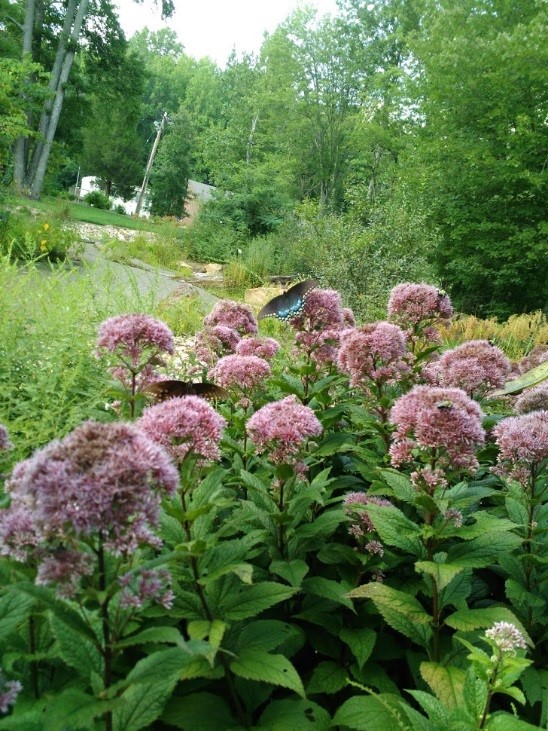 Plants at SERC