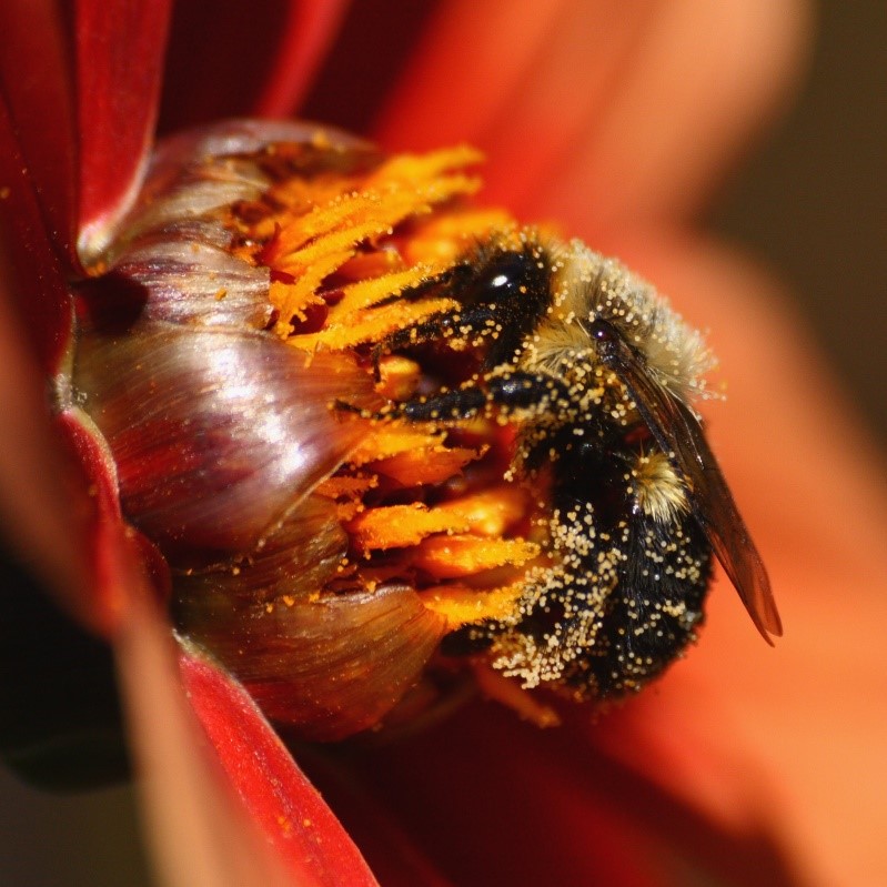 Pollination