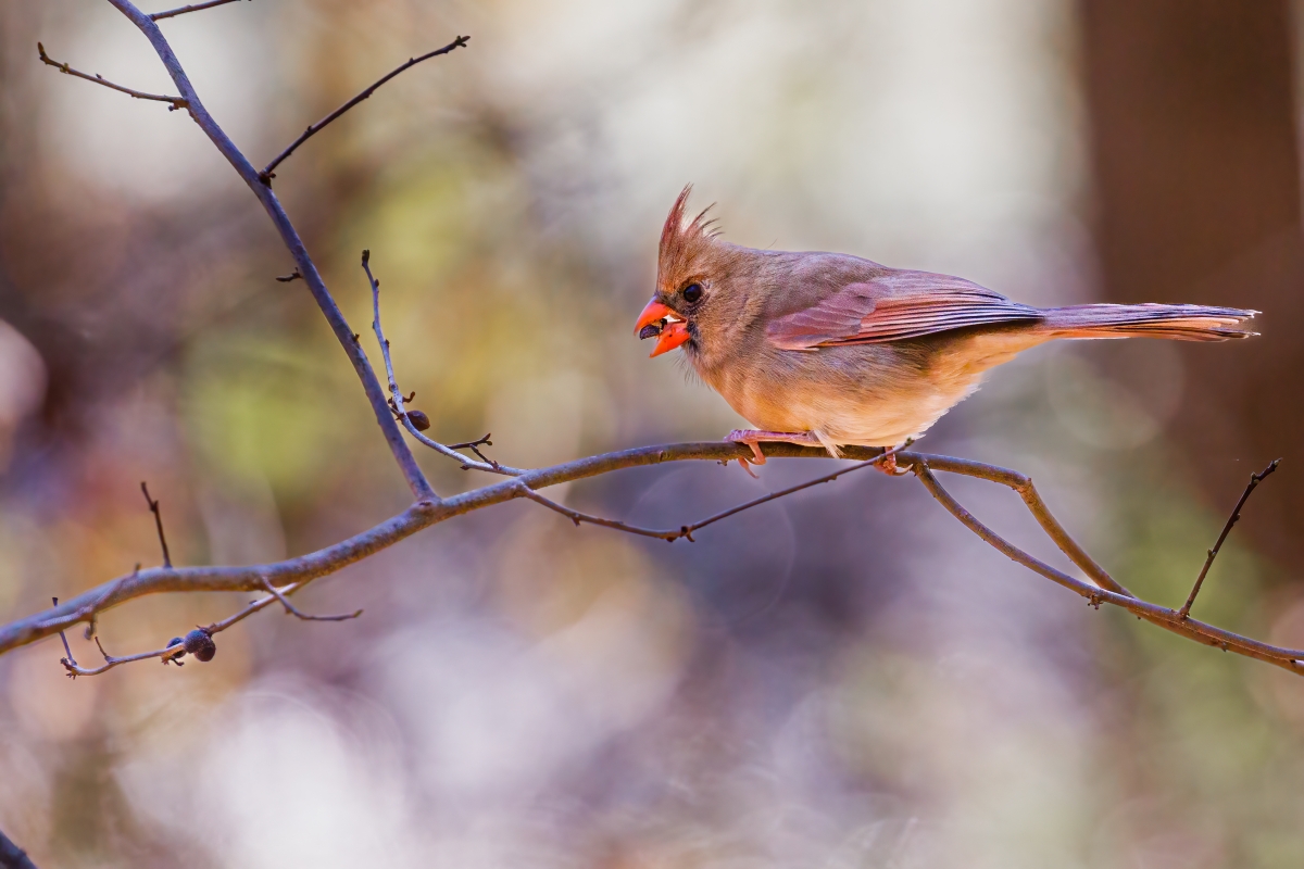 A brown female cardinal perches on a branch. Her fiery orange beak and rose-tinted wings stand out against the blurred background.