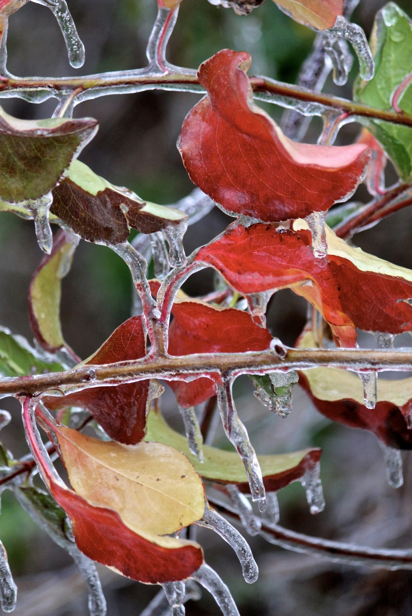 Closeup of an ice-covered plant with red leaves and icicles dripping off the branches.
