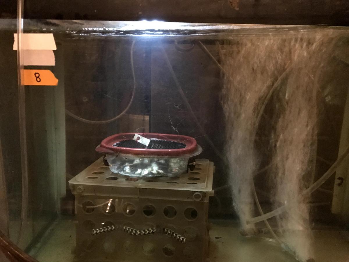 Aquarium with a clear container of oysters sitting on a crate and two streams of bubbles