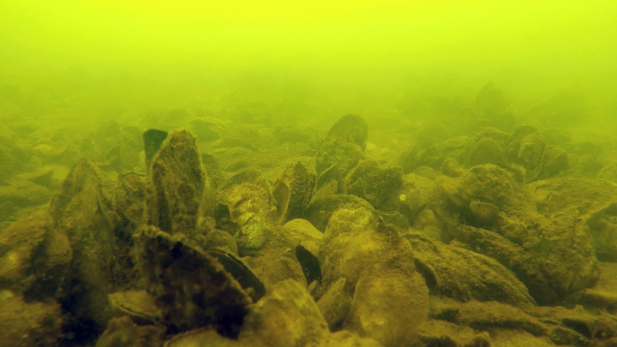 Underwater photo of an oyster reef in clouded, greenish-yellow water