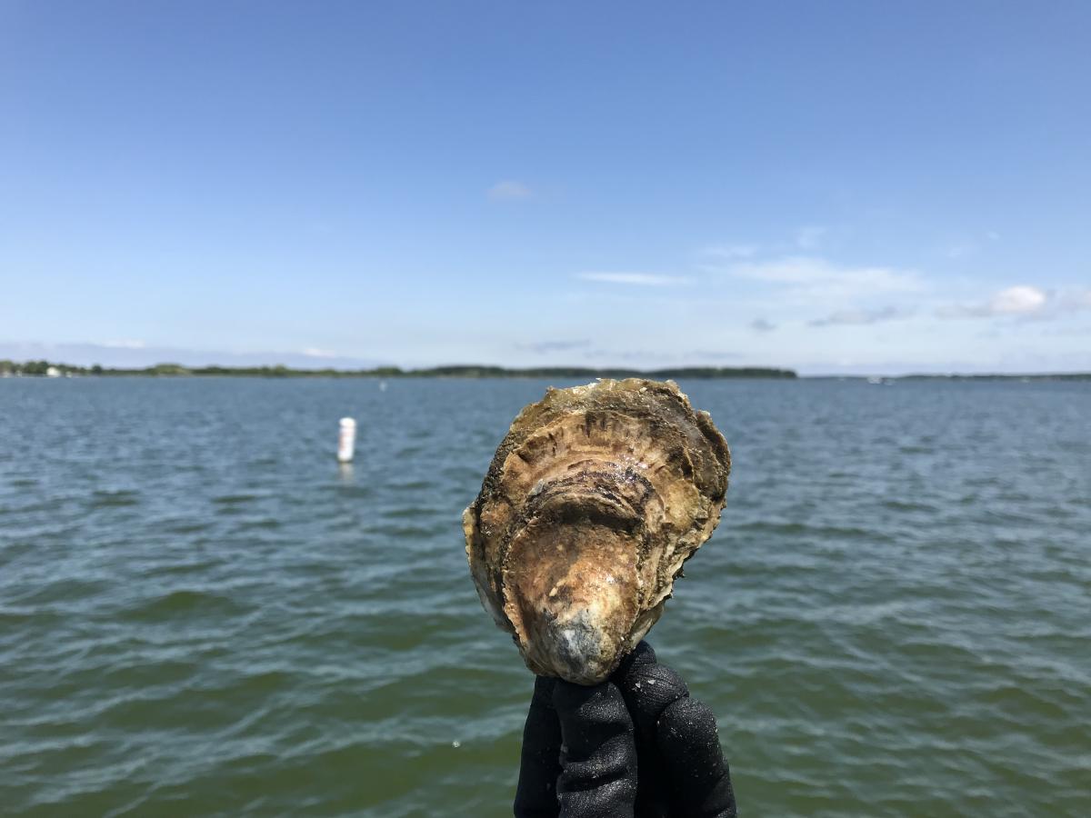 A gloved hand holds a light brown oyster vertically above the water