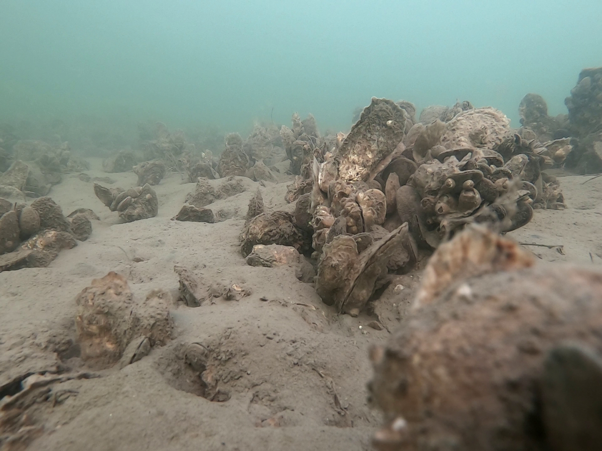 Clumps of oysters nestle in a sandy underwater floor, surrounded by pale turquoise water.