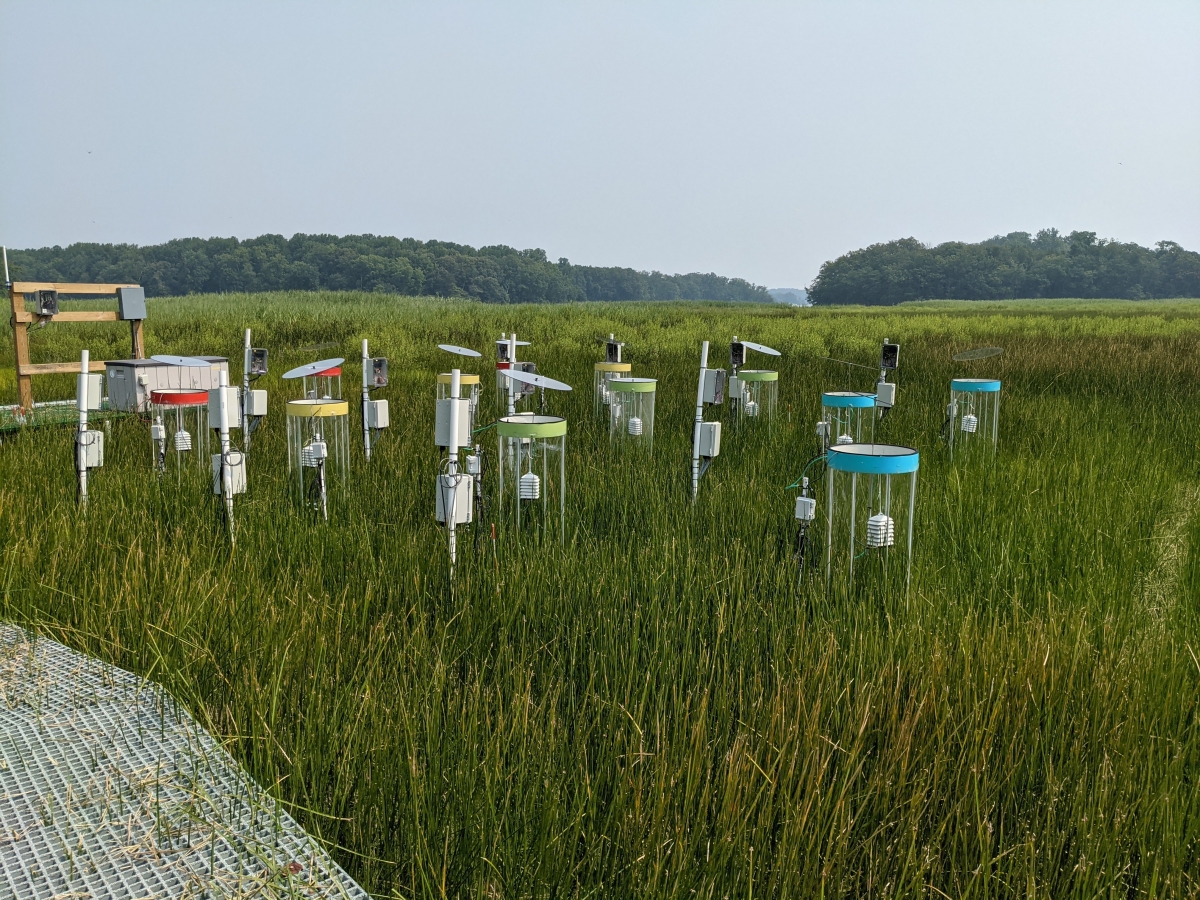 Twelve clear, cylindrical chambers in a wetland, with red, yellow, green or blue rims. A clear disk is propped above each one