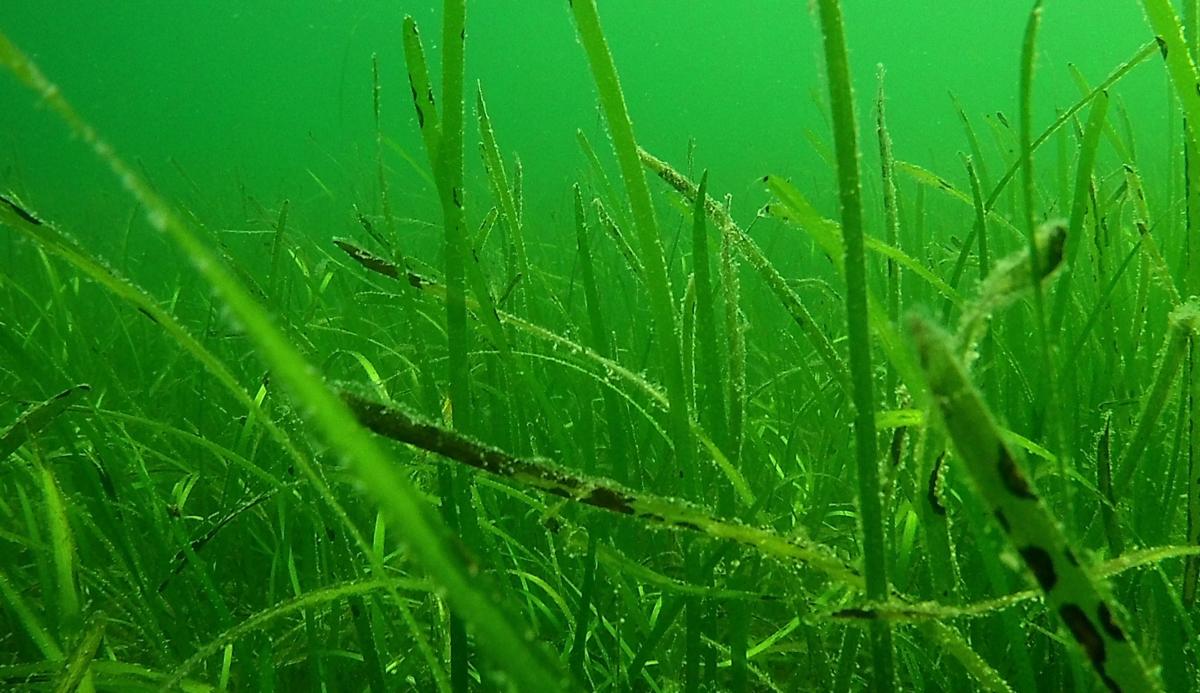 Infected eelgrass with dark spots