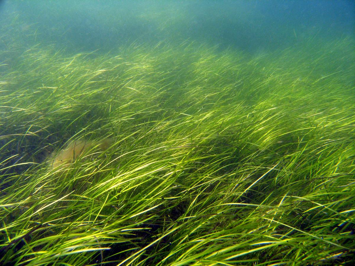 Underwater photo of a bright green bed of seagrass swaying to the right