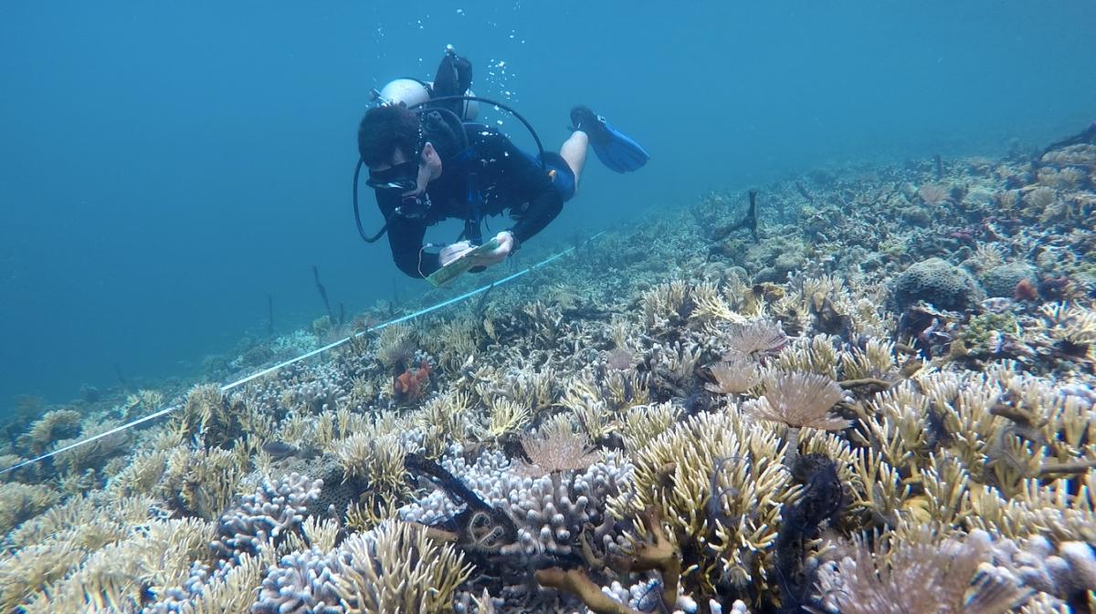 Diver counting fish on reef