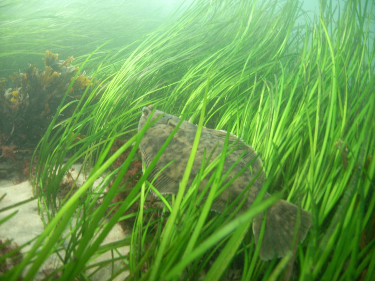 Underwater photo of a brown speckled flounder in a bed of green eelgrass