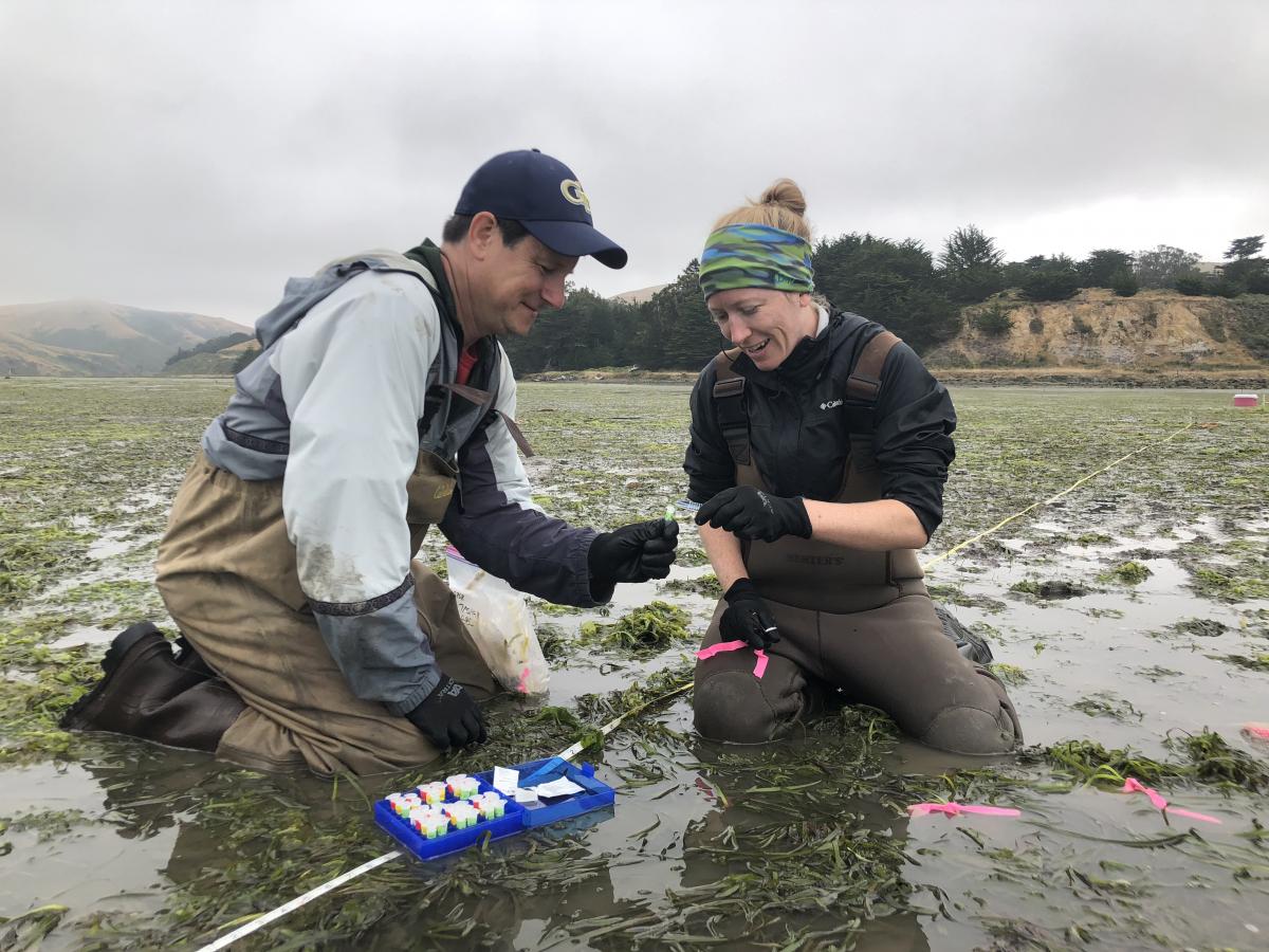 Two scientists in brown waders, kneeling in a shallow, muddy expanse of seagrass. The scientist on the right pours a sample into a small vial held by the scientist on the left. A blue kit with more vials is in front of them.