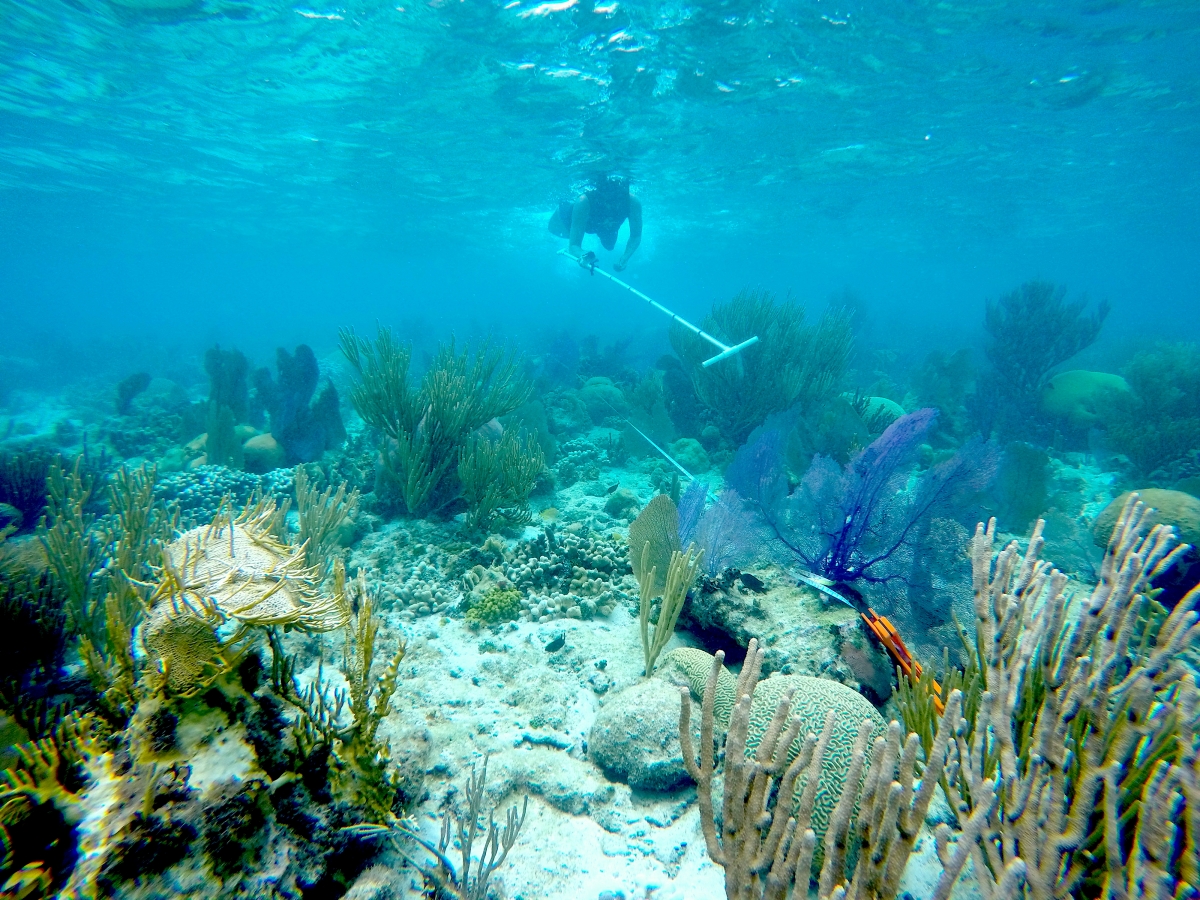 Underwater photo showing a scientist swimming over a coral reef, with a long white pole for measuring transects