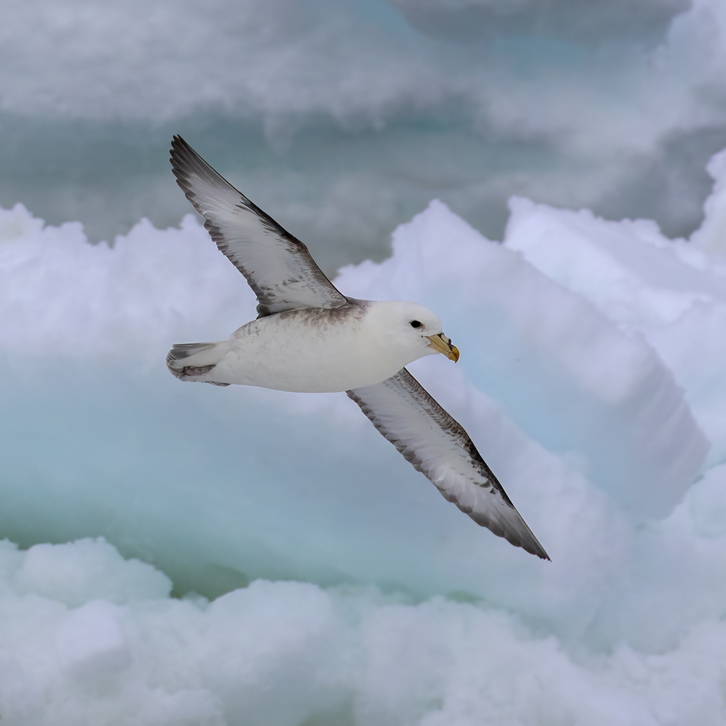 A norther fulmar bird with a white body and black and white wings glides through a cloudy sky.