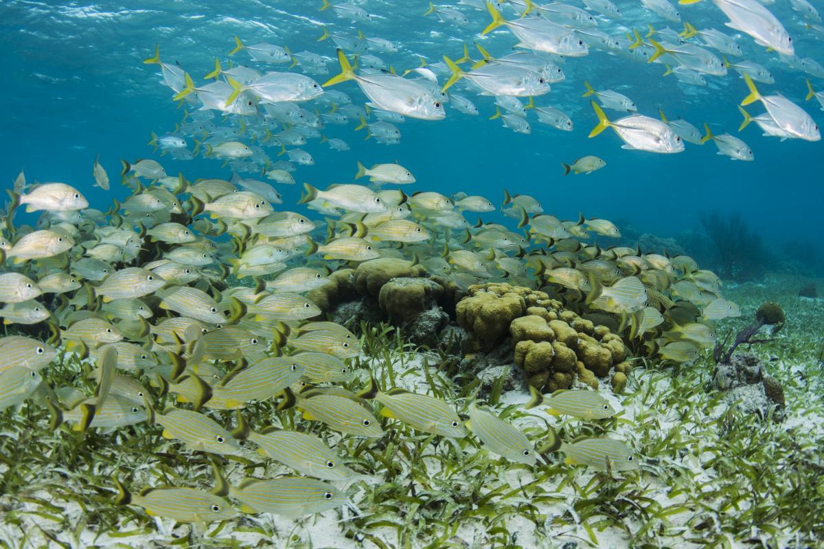 Silver fish with yellow tailfins swim above a reef in clear blue water, with a school of yellow-striped fish swimming beneath them