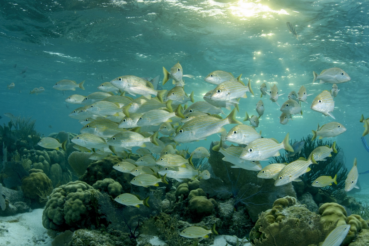 Silver fish with yellow stripes and yellow tailfins school above a coral reef