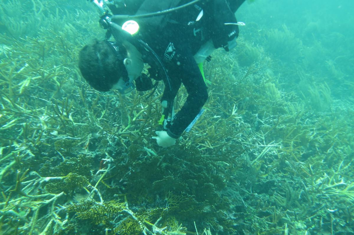 Diver inspecting corals underwater