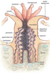 wikipediacommons_coral_polyp_0.jpg