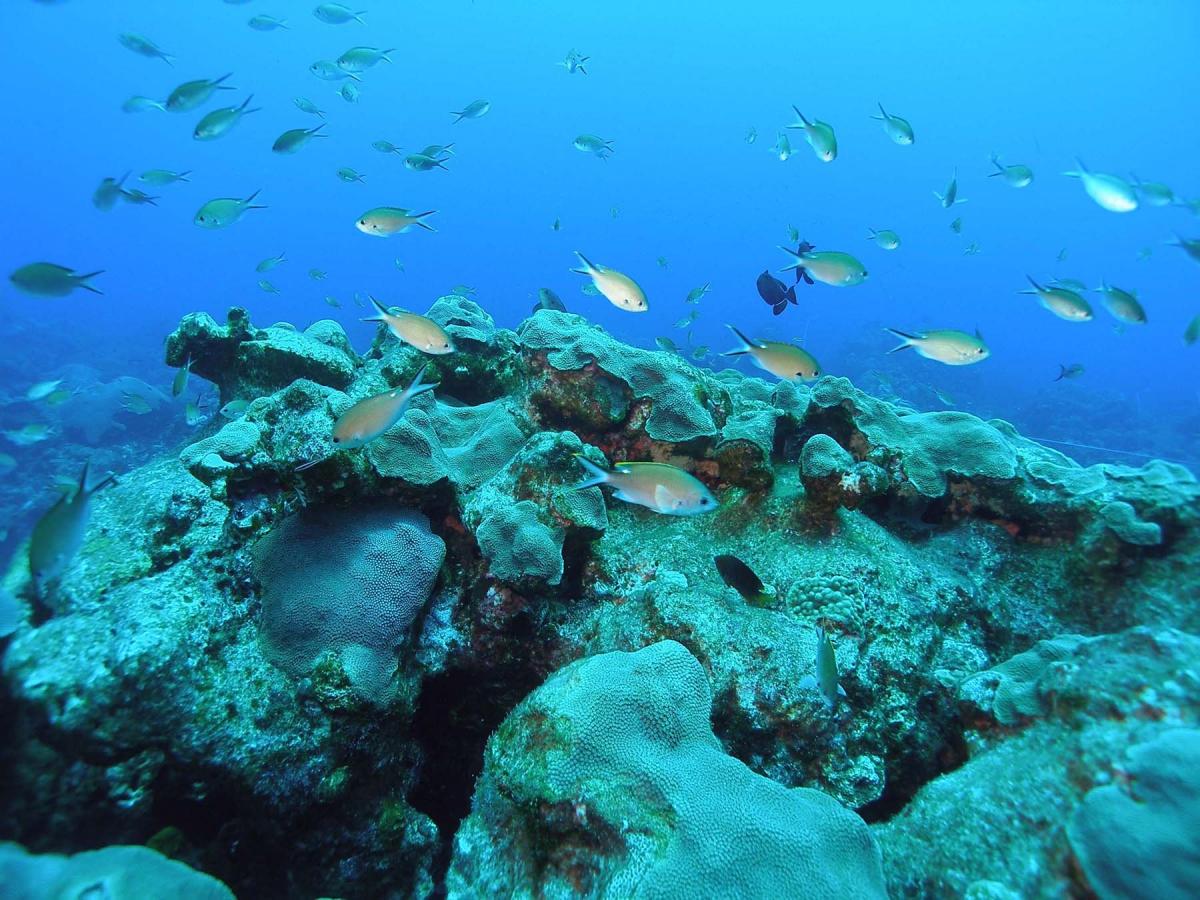 Chromis fish swimming over reef
