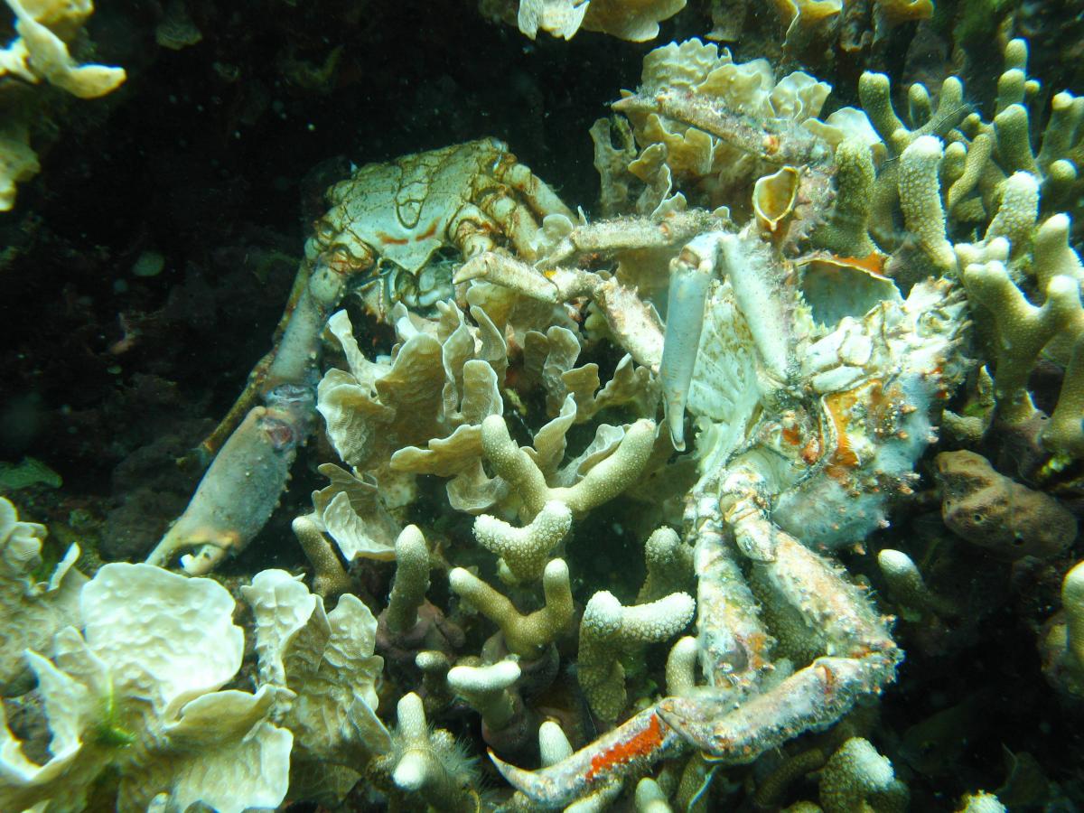 Dead corals and crab shells