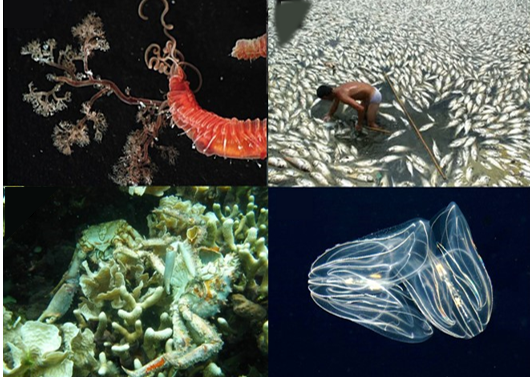 Four photographs showing effects of deoxygenation on organisms