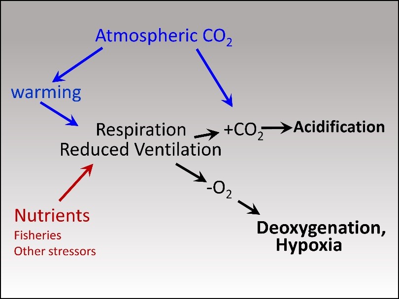 Diagram of relationship between carbon dioxide, and deoxygenation/acidification