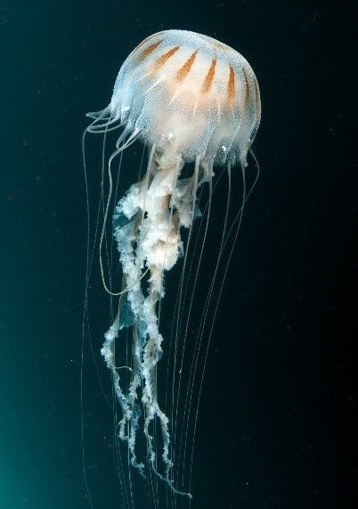 Jellyfish