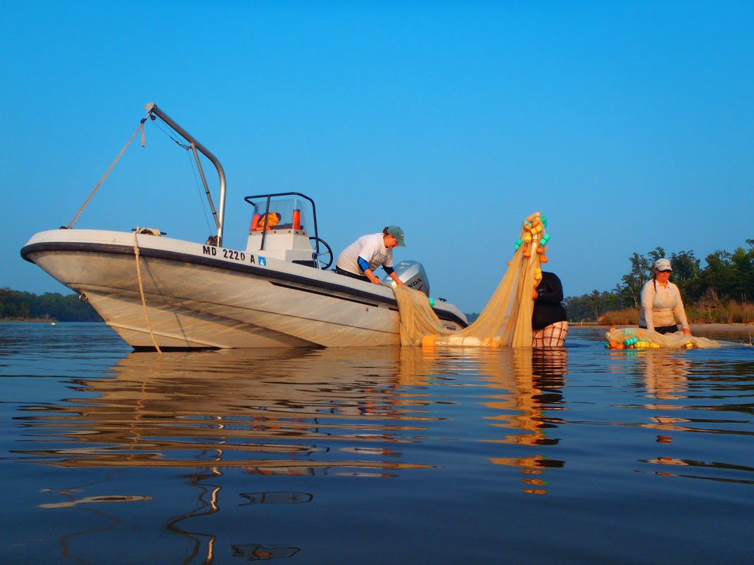 Researchers pull in a seine