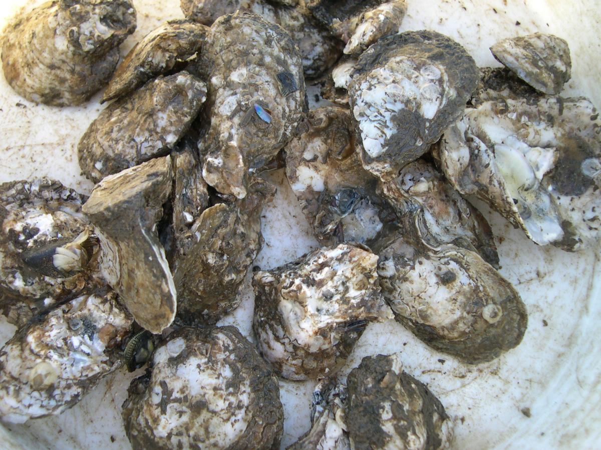 oysters ready for sale