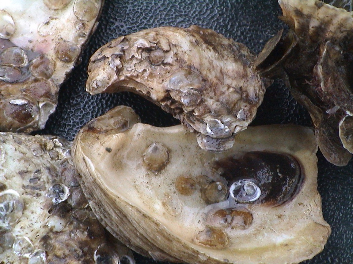 Oyster spat settled on adult shells