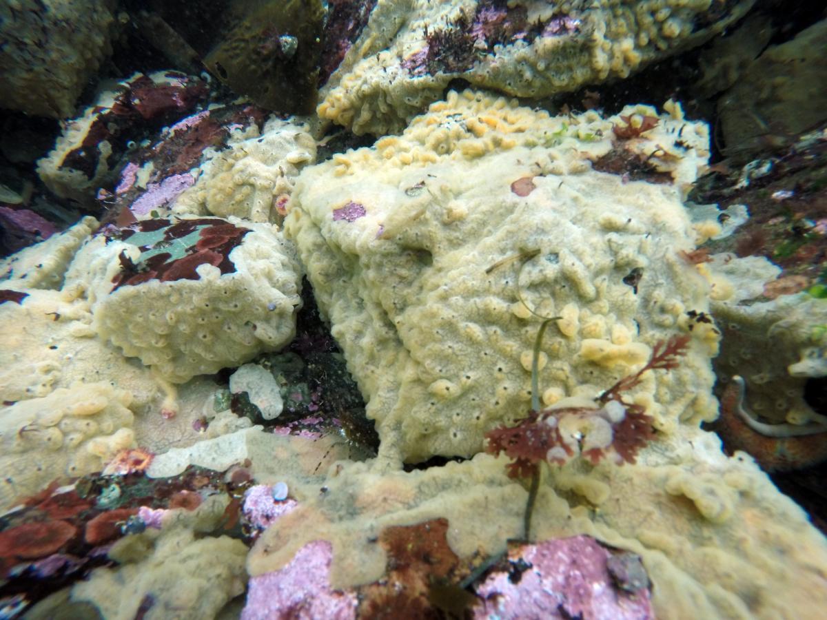 Didemnum vexillum on rocks. Shows siphon openings and channels characteristic of this species.