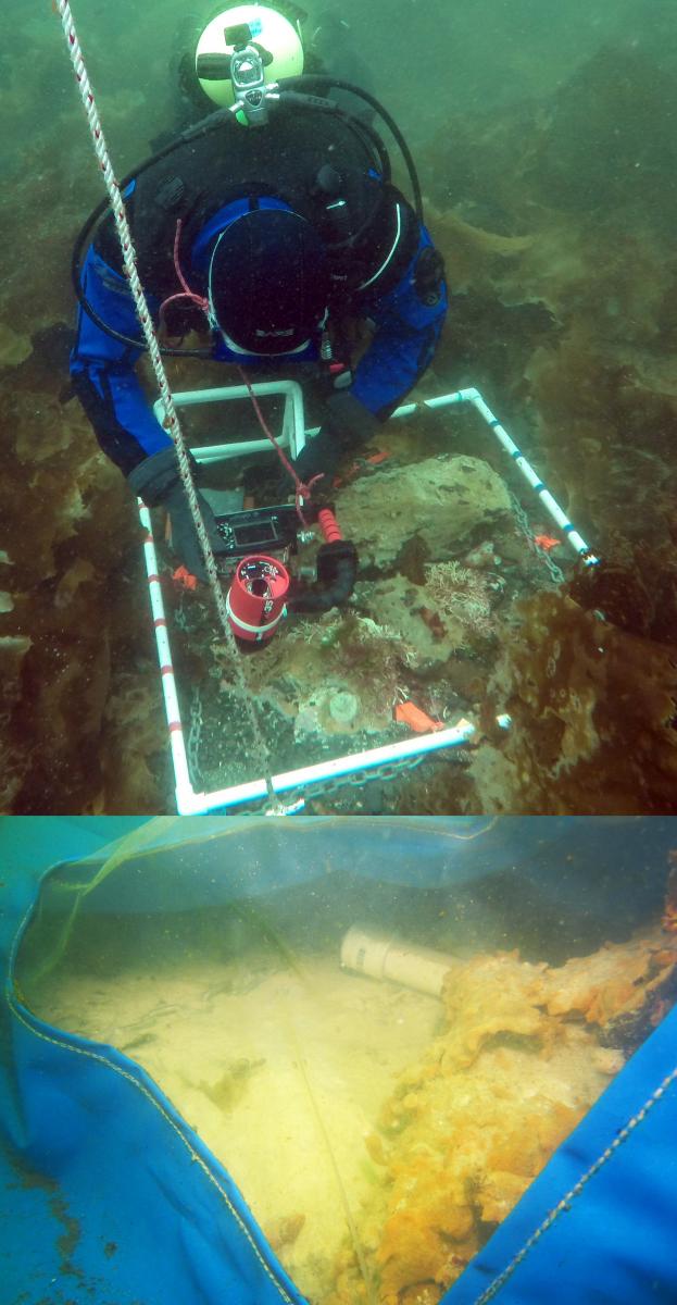 Diver photographing treatment plot and view inside a dome