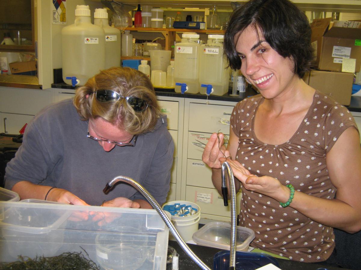 Amy Fowler and Anne Phillips sorting wormweed