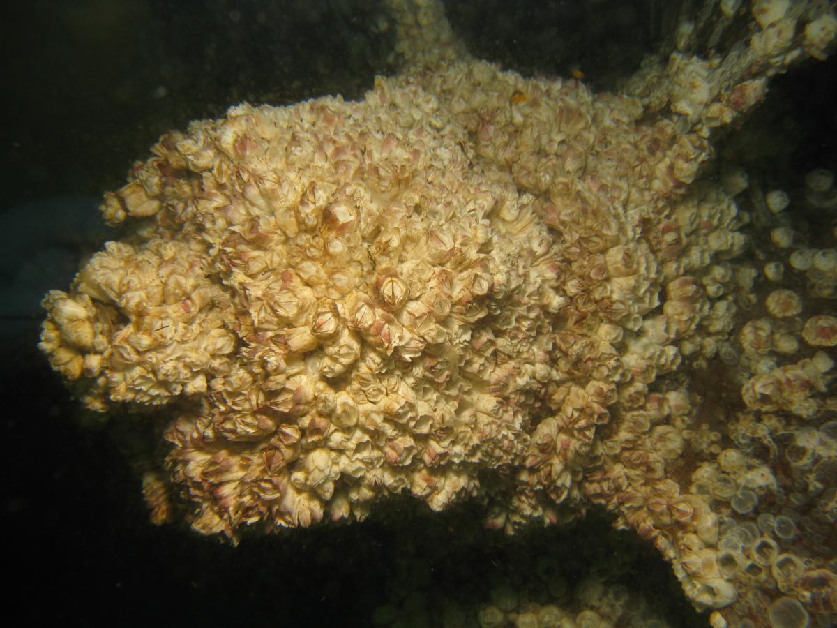 barnacle encrusted propeller ketchikan in 2010