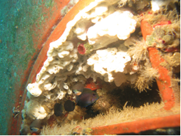 biofouling on  a commercial vessel arriving to guam.