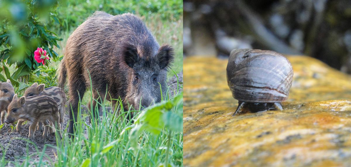 Left: Boar in field. Right: Common Periwinkle Snail